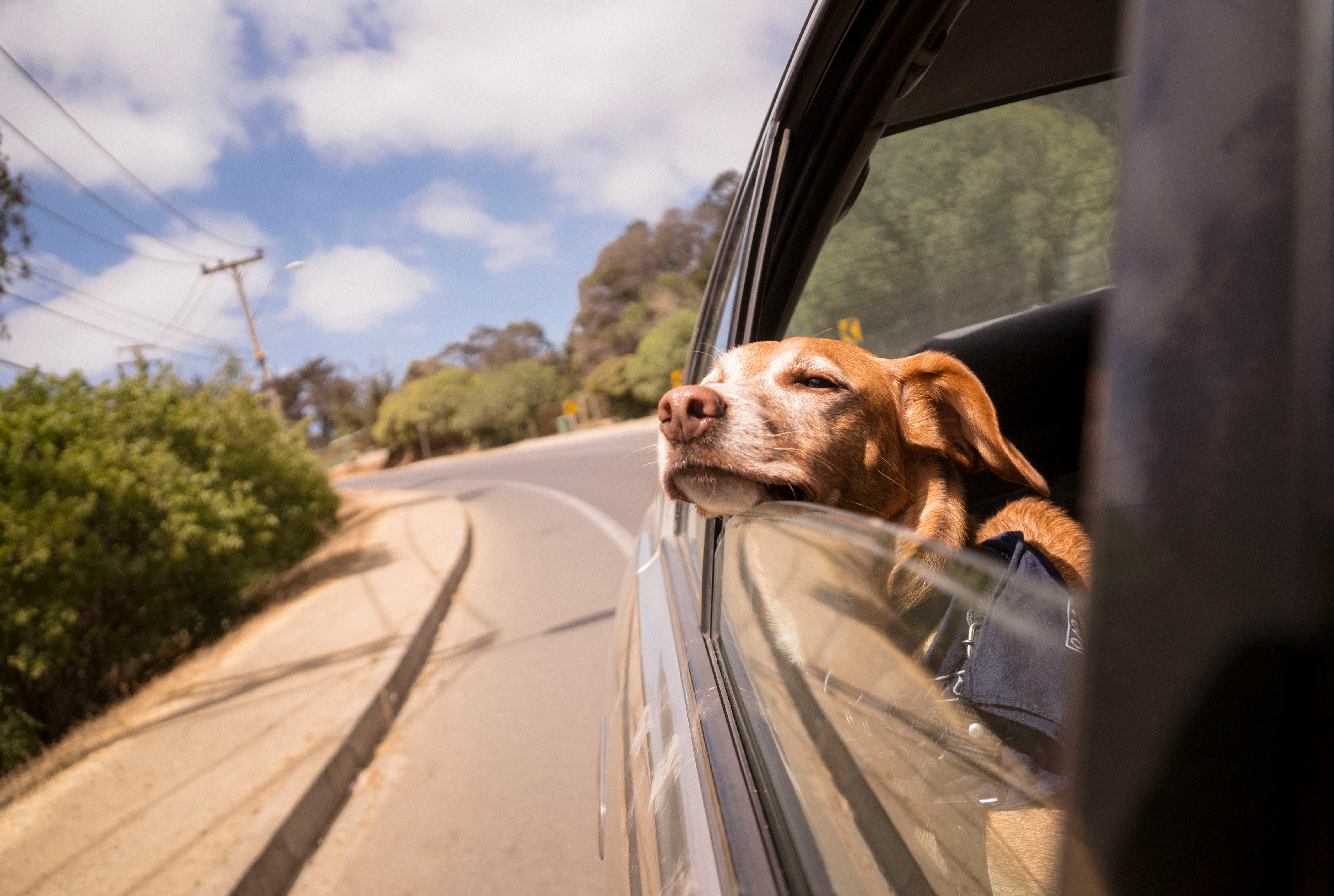 Dog with head out of EV window