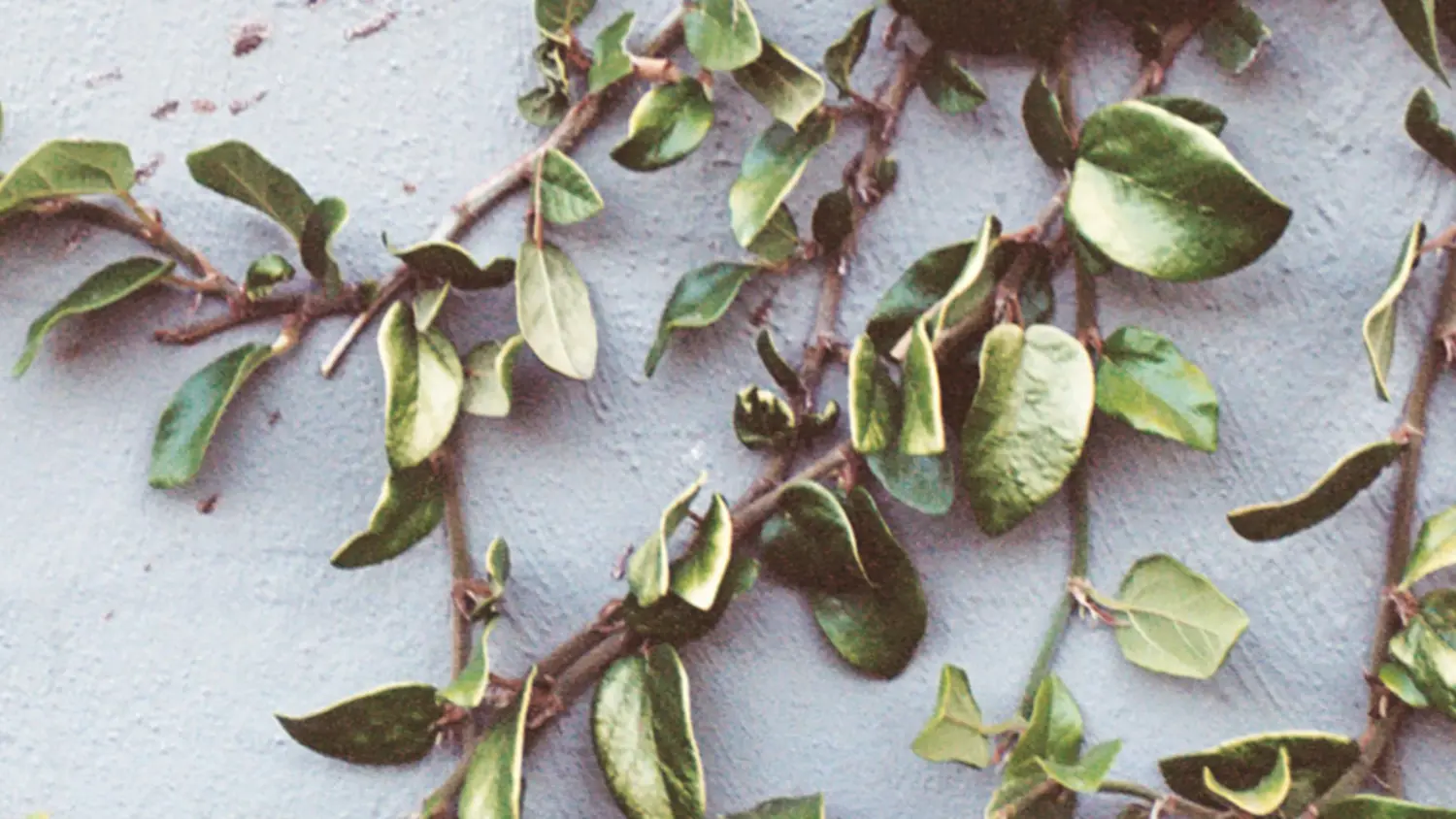 Article Feature Picture